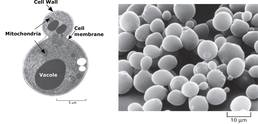 https://www.researchgate.net/figure/A-The-structure-of-a-budding-yeast-cellB-The-yeast-Saccharomyces-cerevisiae-is-a-model_fig1_336116058