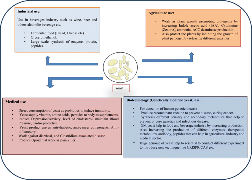 https://www.researchgate.net/figure/The-diagrammatic-representation-of-the-use-of-yeast-in-different-sector-to-fulfil-the_fig2_338464155