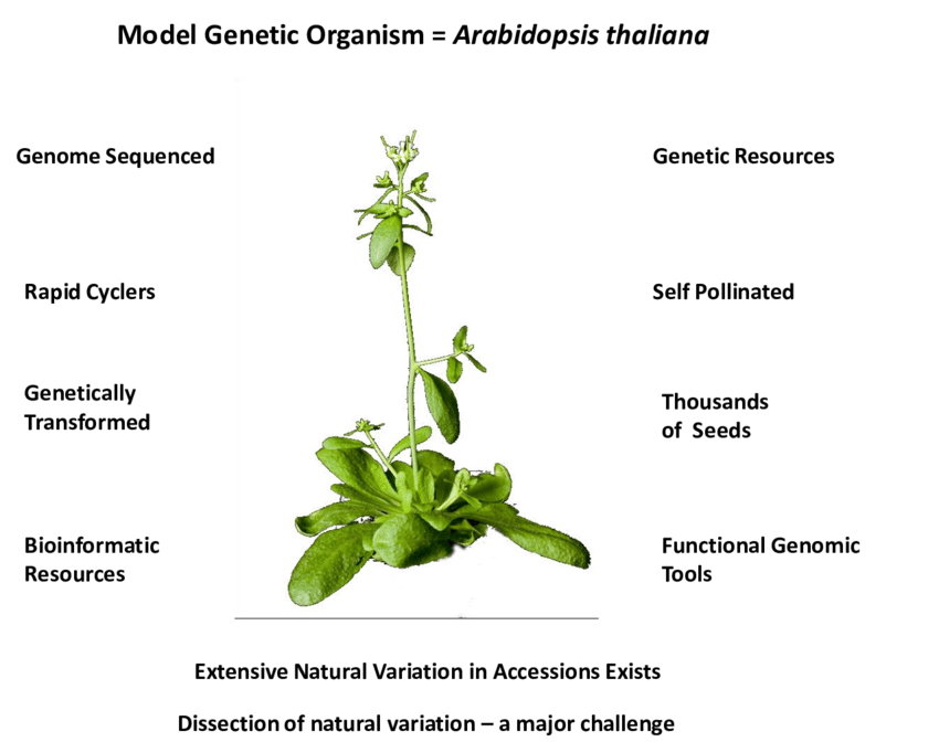 https://www.researchgate.net/figure/mage-of-Arabidopsis-showing-characteristics-that-help-make-it-a-useful-model-organism_fig2_267567885