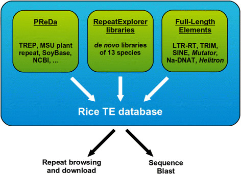 https://www.researchgate.net/figure/Structure-of-the-Rice-TE-database-The-Rice-TE-database-RiTE-db-is-composed-of-three_fig2_281407897